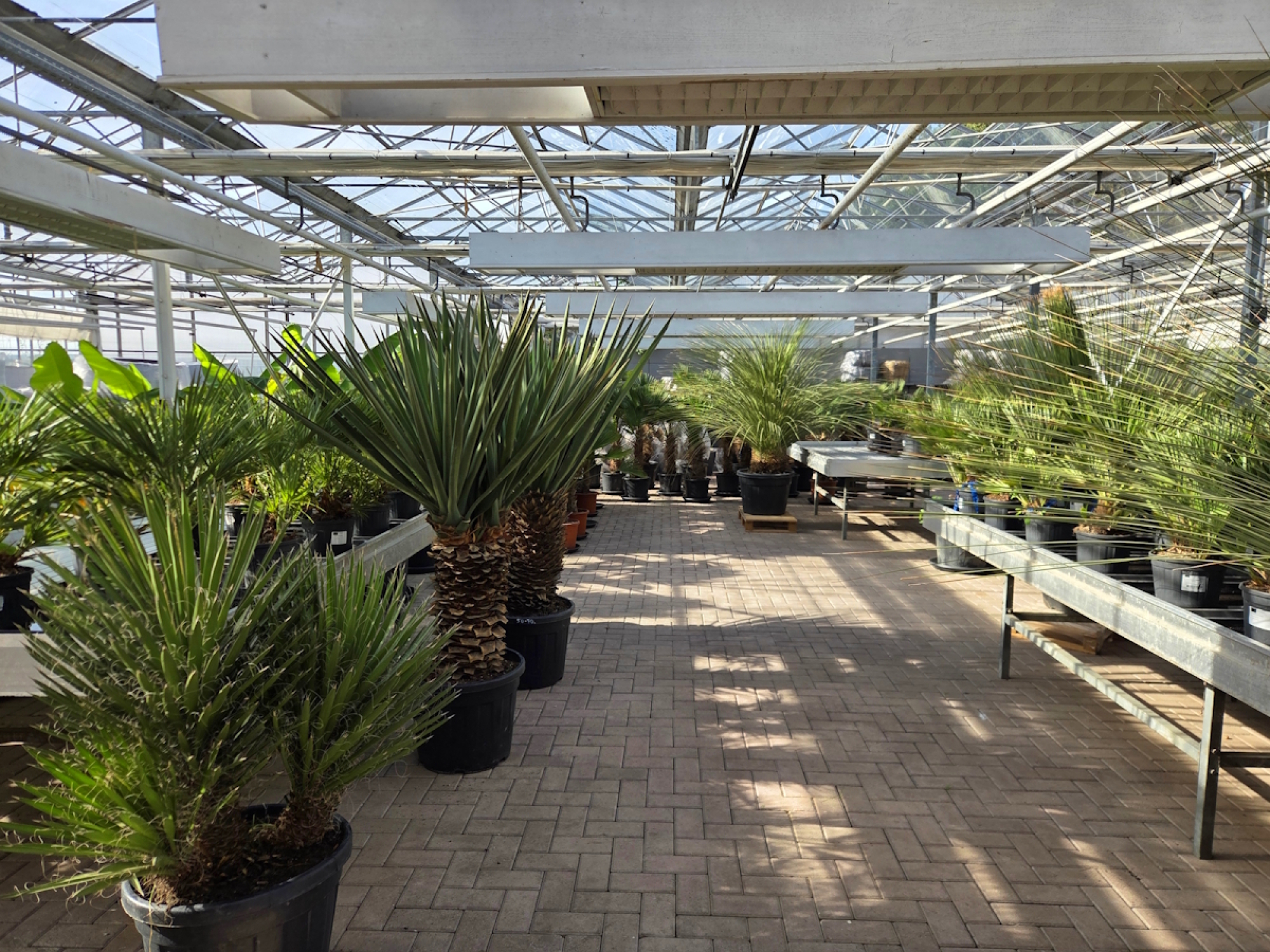 Yucca Rostrata 165 cm - genau den im Bild mit der Nr.64